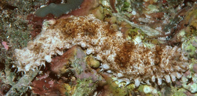 Holothuria pervicax